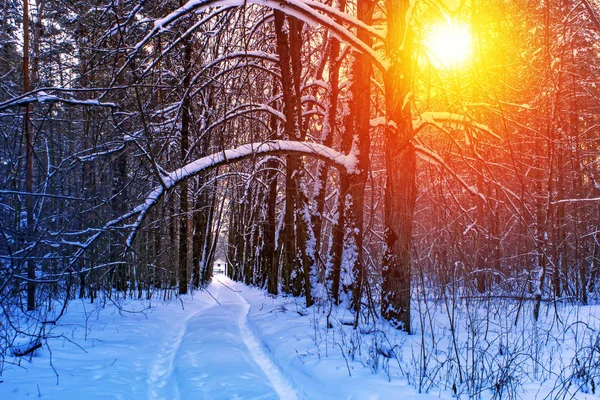 Carretera Esquí Bosque Soleado Invierno — Foto de Stock
