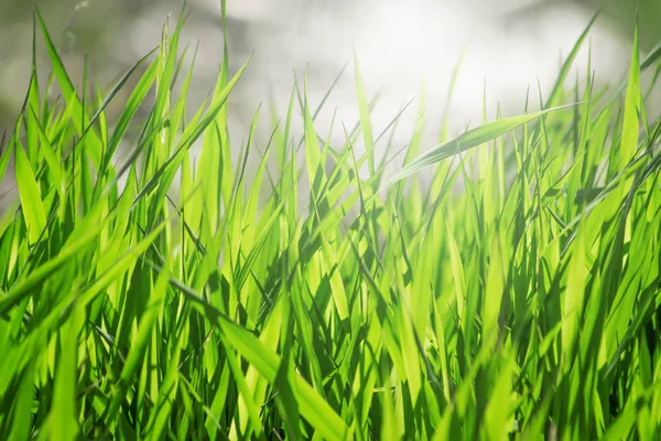 日光の下で草を緑します 春の背景 — ストック写真