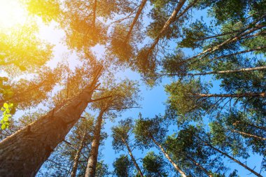 Mavi gökyüzü güneş ile bahar ormandaki ağaçlar çeşitli kron.