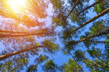 Mavi gökyüzü güneş ile bahar ormandaki ağaçlar çeşitli kron.