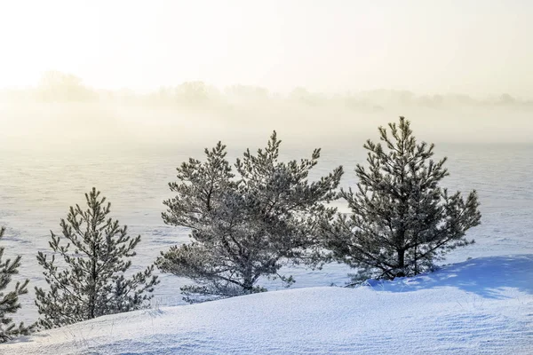 Sonniger Weg Winterlichen Schneewald — Stockfoto