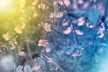 Küçük beyaz çiçekler bir tonda üzerinde yumuşak yumuşak mavi ve pembe bir arka plan açık havada yakın çekim makro. Yaz sınır şablon çiçek arka plan bahar.