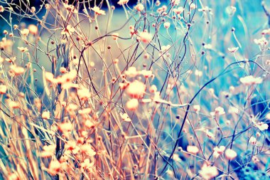 Küçük beyaz çiçekler bir tonda üzerinde yumuşak yumuşak mavi ve pembe bir arka plan açık havada yakın çekim makro. Yaz sınır şablon çiçek arka plan bahar. Hafif hava hassas sanatsal görüntü, boş alan.