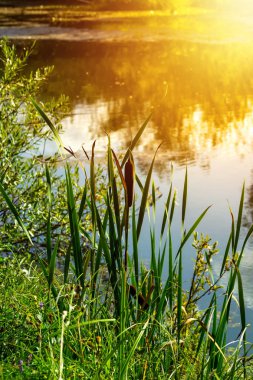 Uzun ve sazlık. Yaz arka plan.