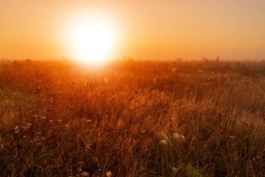 Dünya çevre günü konsepti: Ülkenin sakinliği çayır gündoğumu manzarası arka planı