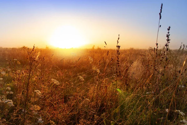 Wereld milieu dag concept: Kalm van het land weide zonsopgang landschap achtergrond — Stockfoto