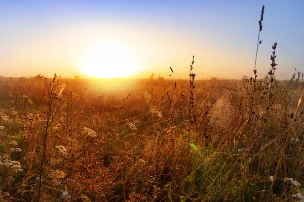 World environment day concept: Calm of country meadow sunrise landscape background Royalty Free Stock Images