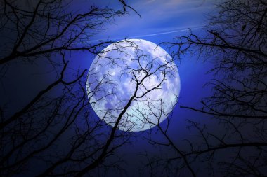 Cadılar Bayramı arka plan. Dolunay Spooky ormanı.