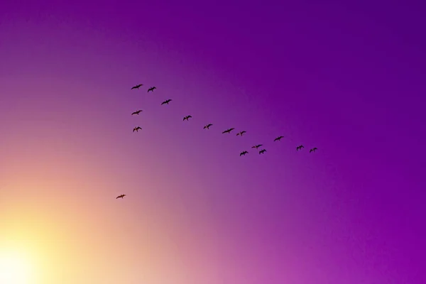 Vögel Kehren Aus Dem Winterschlaf Zurück Vogelschwarm Sonnenlicht — Stockfoto