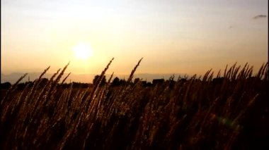 Günbatımı siluet bir Mısır alanının arkasında. Sallanan buğday. Hafif esinti. Buğday gün batımında. Cornfileld güzel geç Akşam güneşiyle. Hububat Ürünleri ürün. Buğday hasat. Kulakları buğday