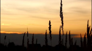 Günbatımı siluet bir Mısır alanının arkasında. Sallanan buğday. Hafif esinti. Buğday gün batımında. Cornfileld güzel geç Akşam güneşiyle. Hububat Ürünleri ürün. Buğday hasat. Kulakları buğday