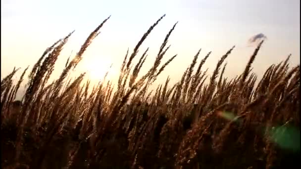 De zonsondergang achter het silhouet van een maïsveld. Tarwe zwaaien. Zachte bries. Tarwe bij zonsondergang. Cornfileld in de prachtige late avondzon. Teelt van granen. Tarwe oogst. Oren van tarwe — Stockvideo