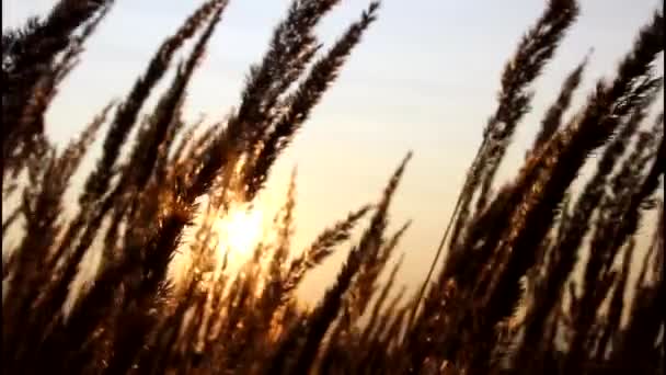 Puesta Sol Detrás Silueta Campo Maíz Trigo Balanceándose Bonita Brisa — Vídeos de Stock