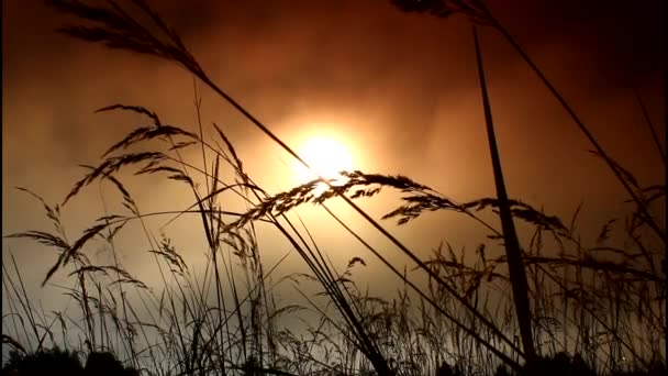 Solnedgången bakom silhuetten av ett majsfält. Vete vajande. Lätt bris. Vete i solnedgången. Cornfileld i vackra sen kväll solskenet. Skörd av spannmål. Veteskörden. Veteax — Stockvideo