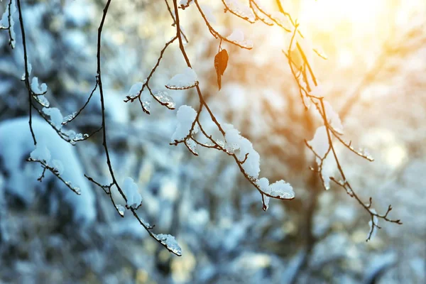 Snötäckta Trädgren Solljus Park Närbild — Stockfoto