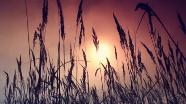 Güneş ışığında sunset bulvarında çimen. Yaz gecesi.