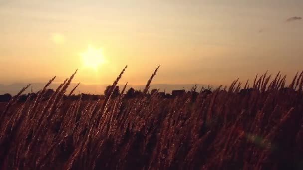 Gras Het Zonlicht Zonsondergang Zomeravond — Stockvideo