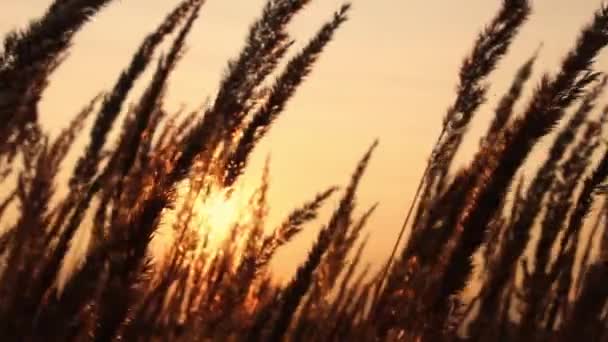 Gras Het Zonlicht Zonsondergang Zomeravond — Stockvideo