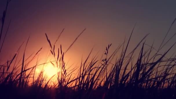 Gras Het Zonlicht Zonsondergang Zomeravond — Stockvideo