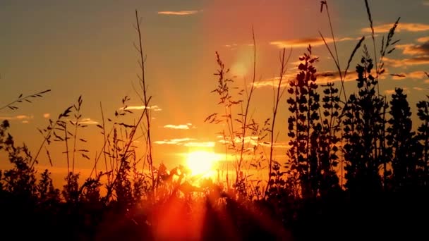 Gras Het Zonlicht Zonsondergang Zomeravond — Stockvideo