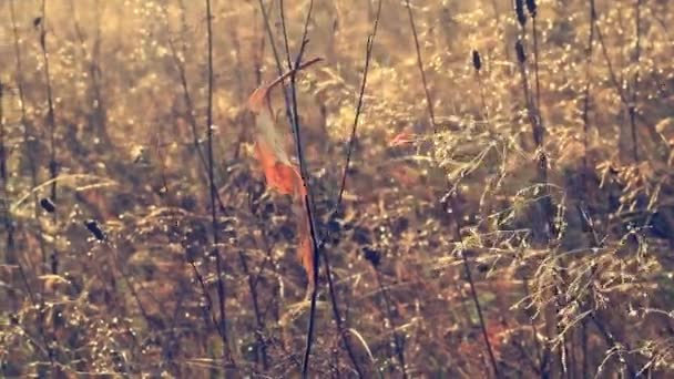 Gul Björk Blad Gungar Vinden Höstdag — Stockvideo