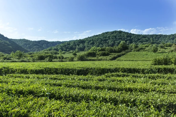 Fantastiska landskap utsikt över te plantage i solig dag. Natur bakgrund med blå himmel och dimmigt. — Stockfoto