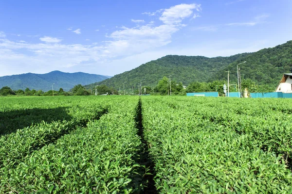 Fantastiska landskap utsikt över te plantage i solig dag. Natur bakgrund med blå himmel och dimmigt. — Stockfoto