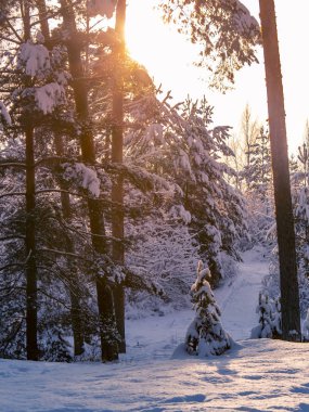 Kış kar orman günbatımı arka plan ağaç. Kış kar Orman ağaçları sahnesinde kırmızı günbatımı.
