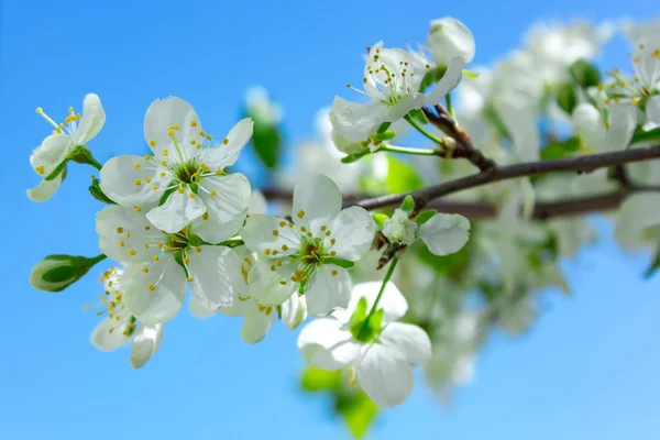 Цветы сакуры цветут в весенний день на солнце . — стоковое фото