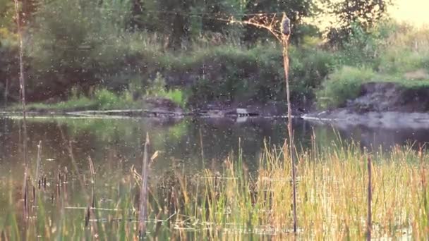 Een zwerm vliegende muggen in de zomer. Een hoop muggen. - Ja. Vliegen in de natuur bij zonsondergang zomer. — Stockvideo