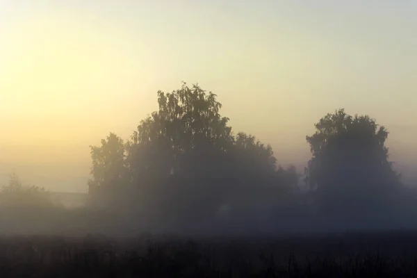 Pintoresco amanecer de hadas sobre un prado brumoso en la mañana de verano —  Fotos de Stock