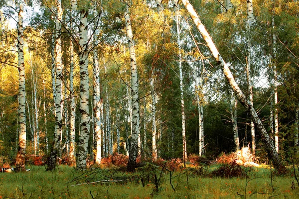 A scene of beautiful sunset in a birch forest on a sunny early summer or spring evening. Landscape. — Stock Photo, Image