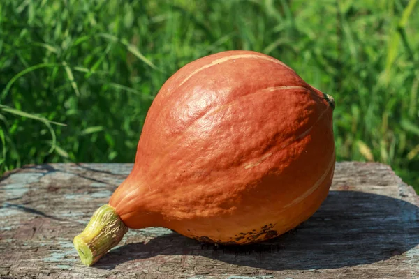 Jesienne dynie koncepcja - pomarańczowy Pumpkin Dziękczynienia tle nad drewnianym stole makro — Zdjęcie stockowe