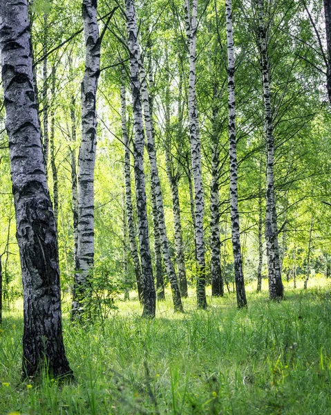 A scene of beautiful sunset in a birch forest on a sunny early summer or spring evening. Vertical Landscape. — Stock Photo, Image