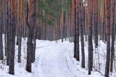 Early spring landscape of the snow in the pine forest. Landscape in the Russia.