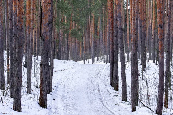 Ранняя весна пейзаж снега в сосновом лесу. Пейзаж в России . — стоковое фото