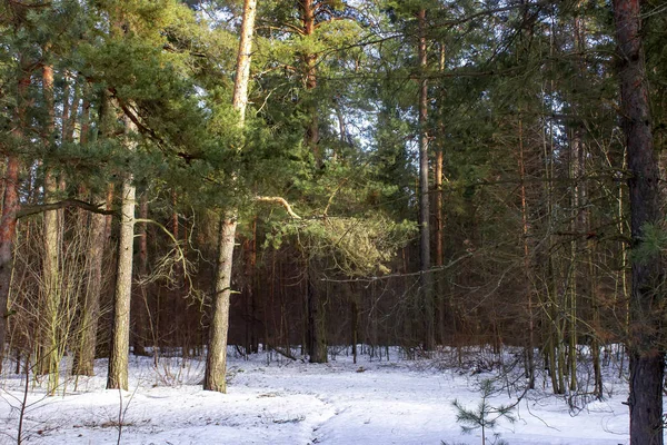 Frühlingslandschaft des Schnees im Kiefernwald. Landschaft in Russland. — Stockfoto
