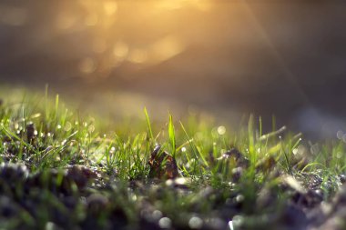 Gün doğumunda çiy damlaları ile çim bulanık bir arka plan. Sığ alan derinliği