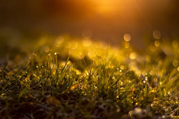 Hierba con gotas de rocío al amanecer un fondo borroso. Profundidad superficial del campo —  Fotos de Stock