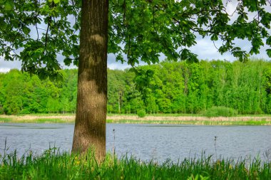 Yol yaz oak Forest ile güzel manzara.