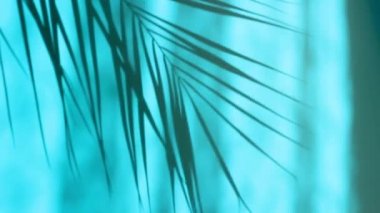 bir duvar arka plan üzerinde gölge palmiye yapraklarının hareketini yakın çekim.