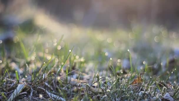 Daggdroppar Ljusa Gröna Gräs Med Solen Flare — Stockvideo