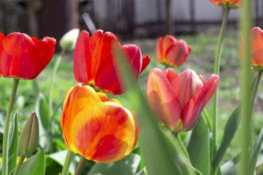 Bahçede yetişen kırmızı laleler. Bahar arka planı.