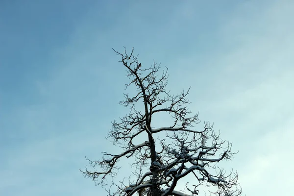 Silhouet van de top van een dennenboom van droog hout tegen de hemel. — Stockfoto