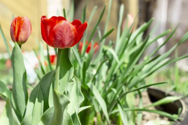 Bahçede yetişen kırmızı laleler. Bahar arka planı.