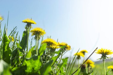 Güneşli bir günde karahindiba tarlası.