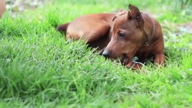 küçük köpek pinscher bir oyuncak ile çim oynuyor