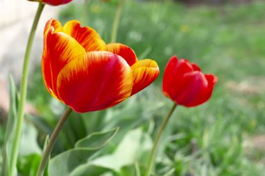 Bahçede yetişen kırmızı laleler. Yaz arka planı.