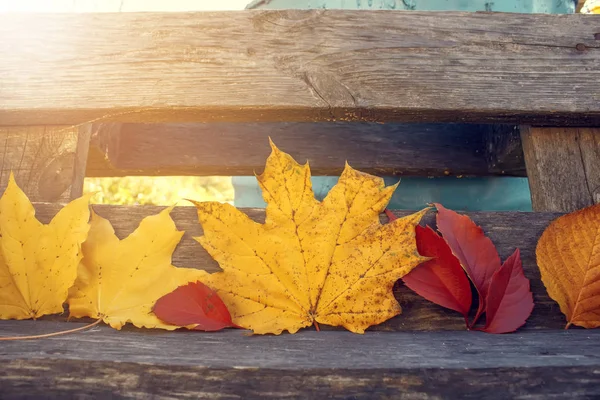 Otoño. Hojas de arce multicolor sobre fondo de madera . —  Fotos de Stock