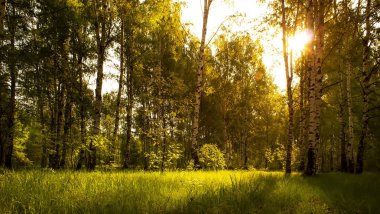 Huş ağacı arka planı. Huş ormanında sabah gün doğumu. Yaz arka planı.